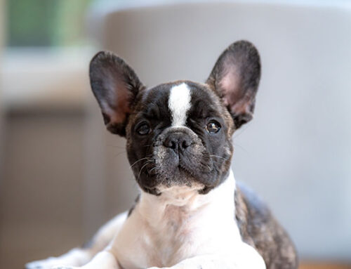 Cystinuria for French & Englisch Bulldog