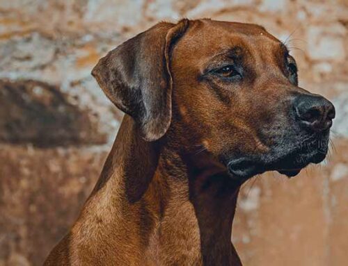 New tests for the Rhodesian Ridgeback