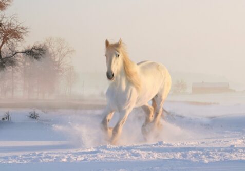white horse 3010129 1920