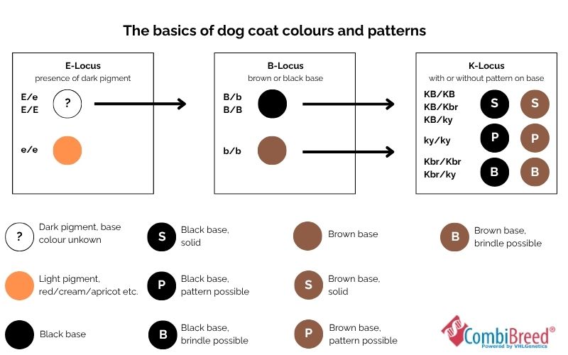 Coat colours and patterns