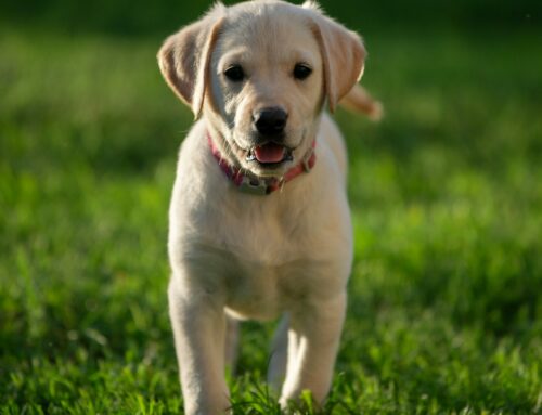 Copper Toxicosis (Menkes and Wilson diseases)