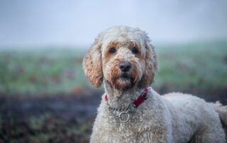 DNA test australian labradoodle