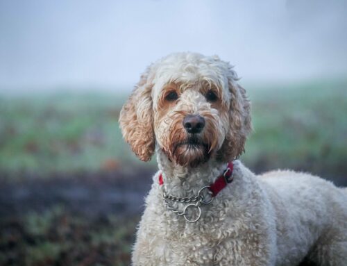 Australian Labradoodle Dystrophinopathy