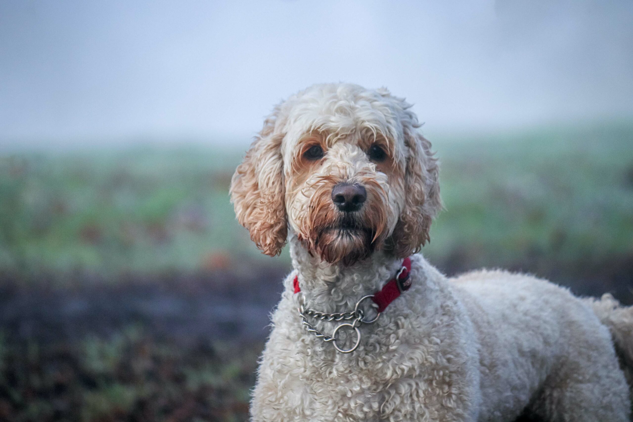 DNA test australian labradoodle