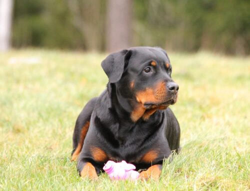 New! Myotubular Myopathy (Rottweiler)