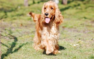 cocker spaniel english gb3fd68725 1920