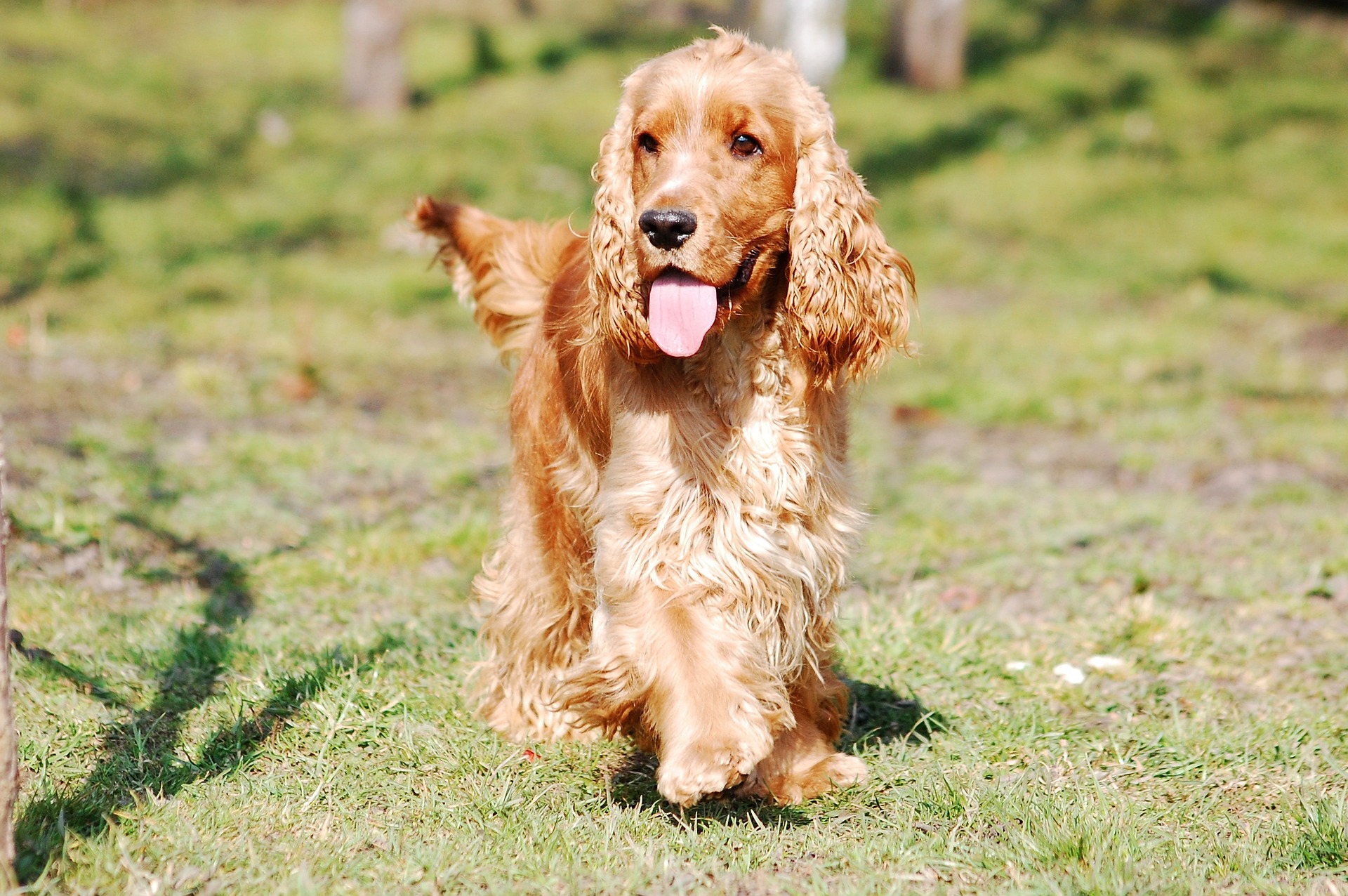 DNA test for retinal dysplasia in the English Cocker Spaniel now