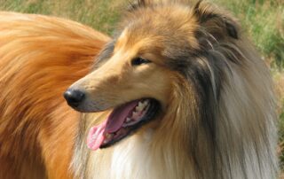 rough collie g628186387 1920