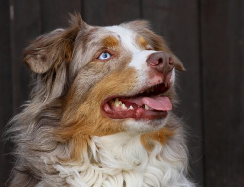 H781 Hereditary Ataxia – Australian Shepherd