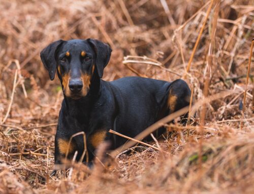 The CombiBreed Dobermann package is updated with 3 DNA tests!