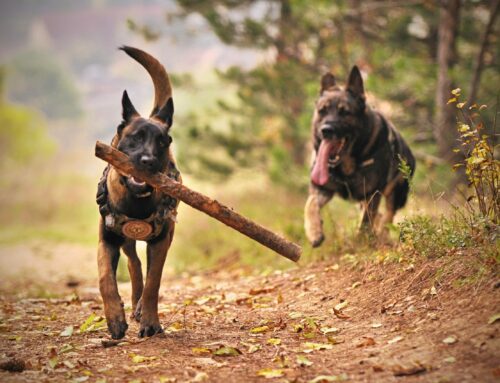 New DNA test for Cardiomyopathy and juvenile mortality (CJM) in the Belgian Shepherd