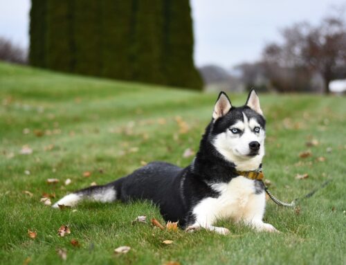 DNA test for Coat Colour B-locus in dogs is now extended with two variants
