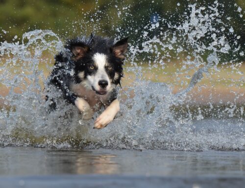 Phenobarbital resistance in Border Collies