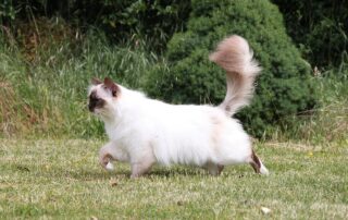 sacred birman gce399cd35 1280