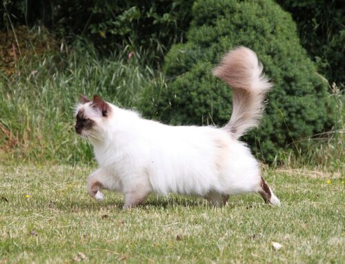CombiBreed Birman is updated