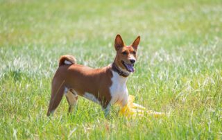 basenji ge67e5afb3 1280