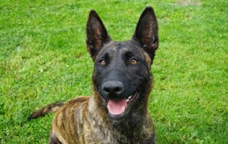 dutch shepherd gc84bc3327 1280