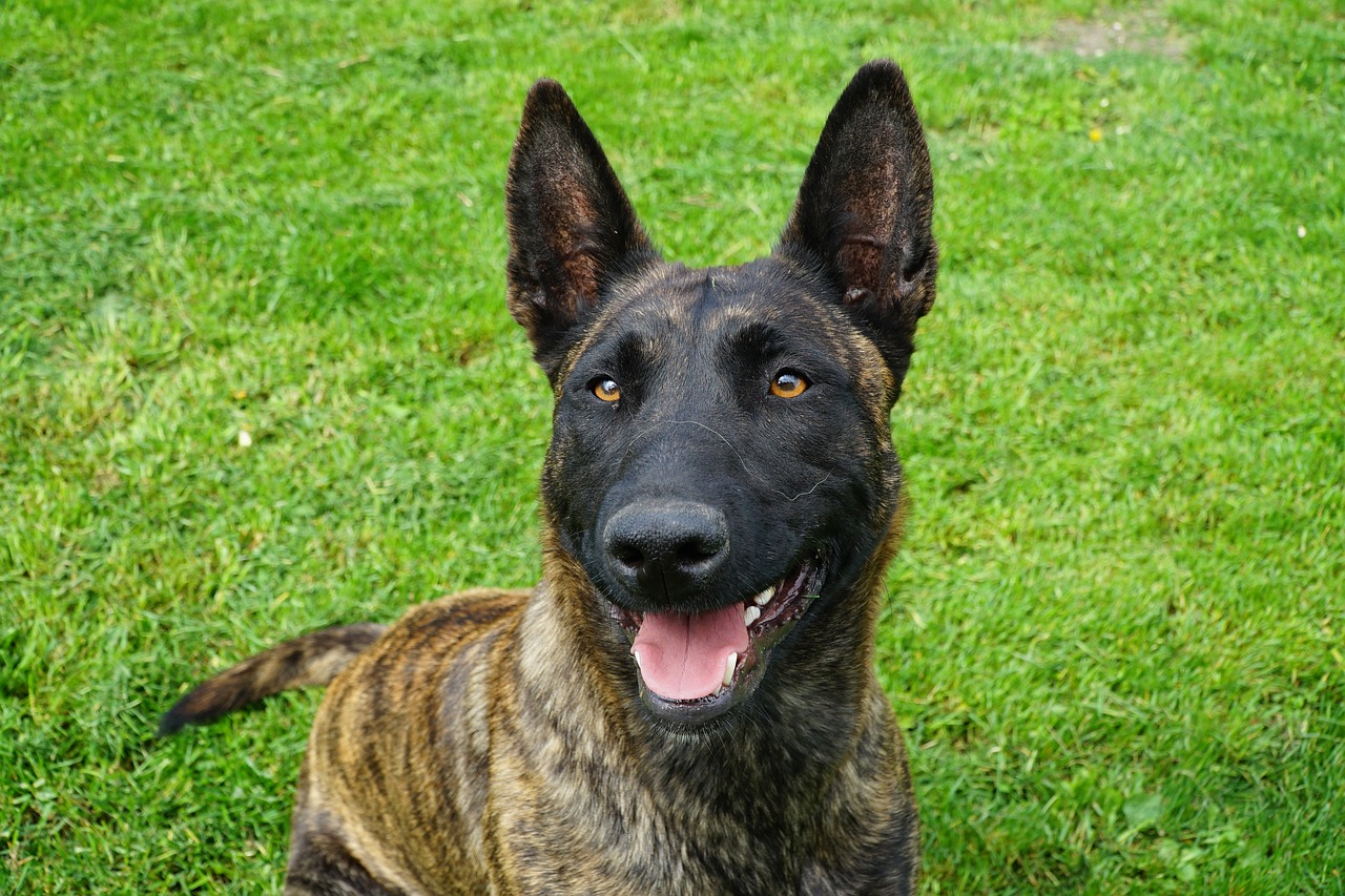 dutch shepherd gc84bc3327 1280