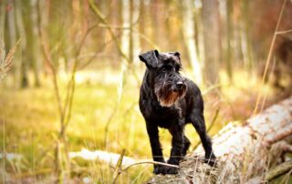 miniature schnauzer gb1890a49f 1280