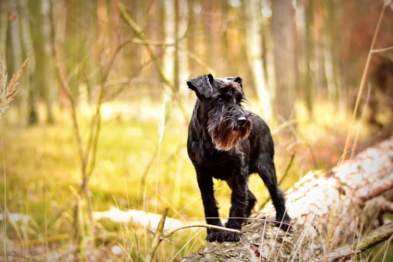 miniature schnauzer gb1890a49f 1280