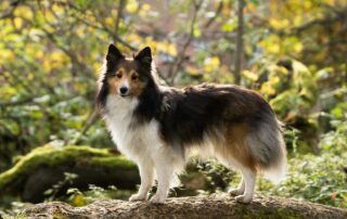 sheltie gc3ab9ef86 1280