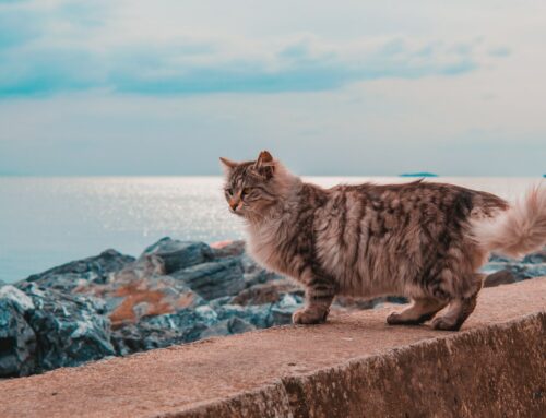 Sunshine and Extreme Sunshine coats in Siberian cats