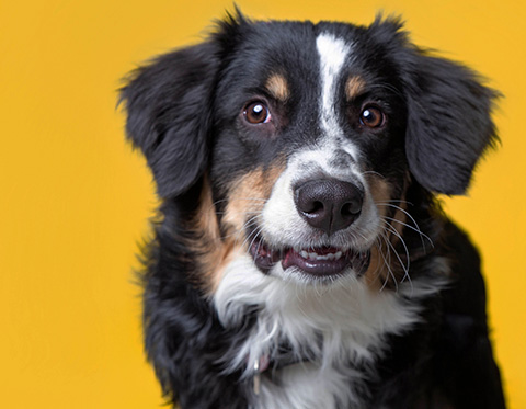 DNA Test hond
