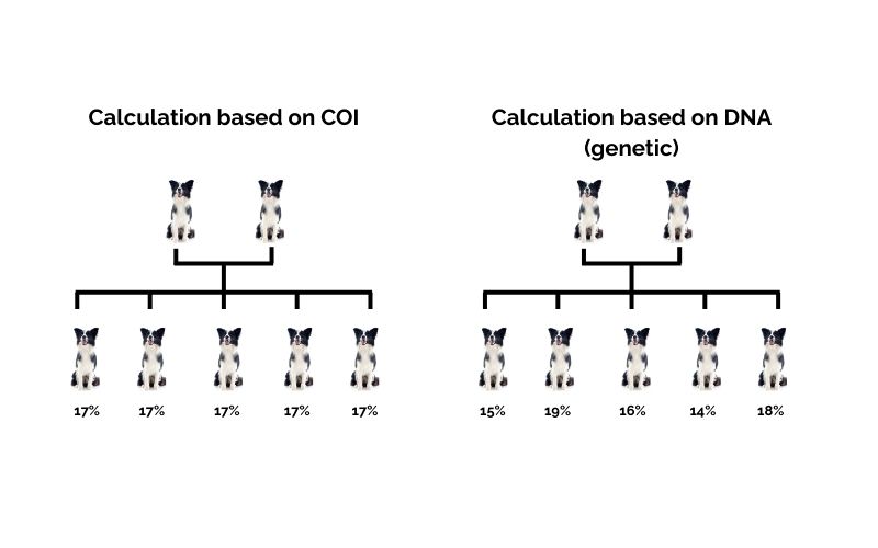 COI verschil stamboom DNA EN